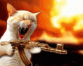 /album/gifs/gato-atrirador-maior-gif/